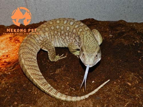 Kỳ đà đang là vật nuôi được nhiều nông dân Khánh Hòa lựa chọn vì mang lại hiệu quả kinh tế cao. Tuy nhiên, phần lớn các mô hình nuôi kỳ đà đều tự phát nên nông dân rất cần sự hỗ trợ về kỹ thuật của các chuyên gia, cán bộ khuyến nông.